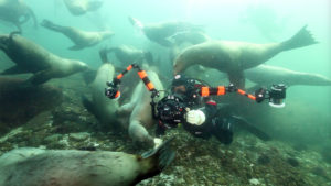 Jill photographs curious sea lions at Norris Rocks. Photo: Trish Stovel