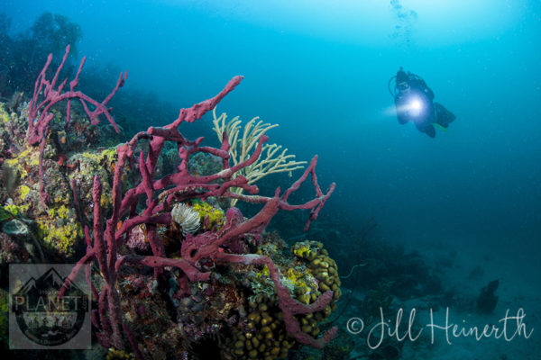 EcoDiveShopFlamingoBay7253lwm